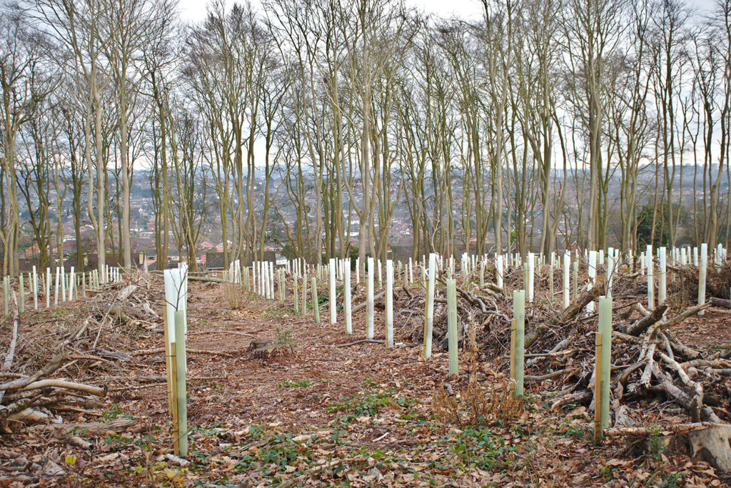 Tree planting in the UK, December 2019. Credit: Jonathan Plant/Alamy Stock Photo. 2B21G72
